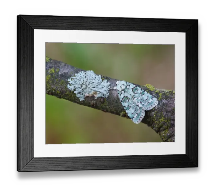 Framed Print : Scarce Merveille du Jour (Moma alpium) adult male, resting on lichen covered twig, Cannobina Valley, Italian Alps