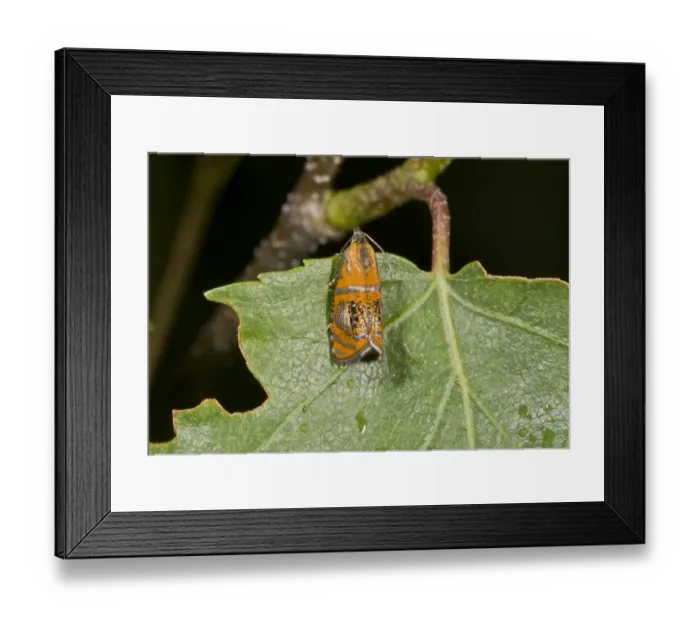 Framed Print : Arched Marble (Olethreutes arcuella) adult, resting on leaf, French Pyrenees, France, June
