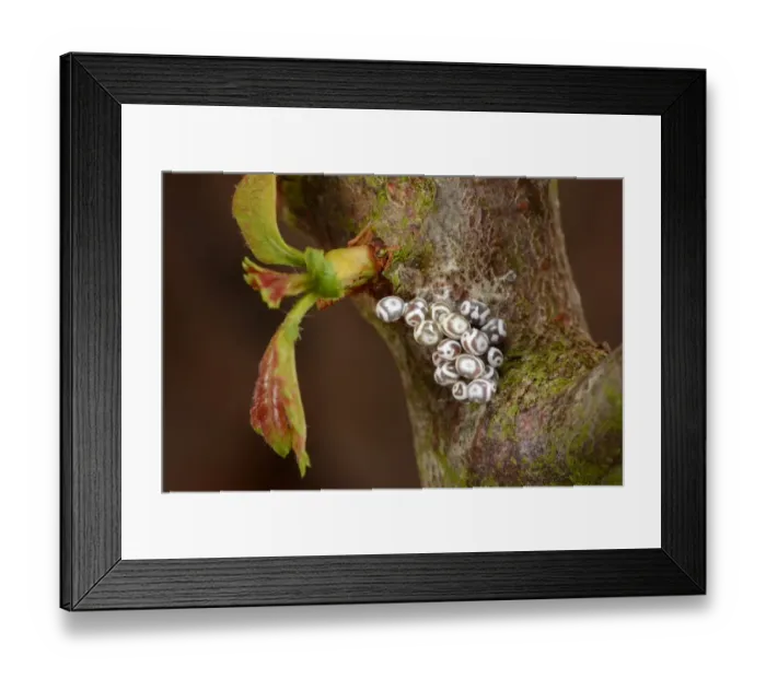 Framed Print : Lappet Moth (Gastropacha quercifolia) cluster of eggs, laid on hawthorn twig, Oxfordshire, England, July Framed Print : Lappet Moth (Gastropacha quercifolia) cluster of eggs, laid on hawthorn twig, Oxfordshire, England, July
