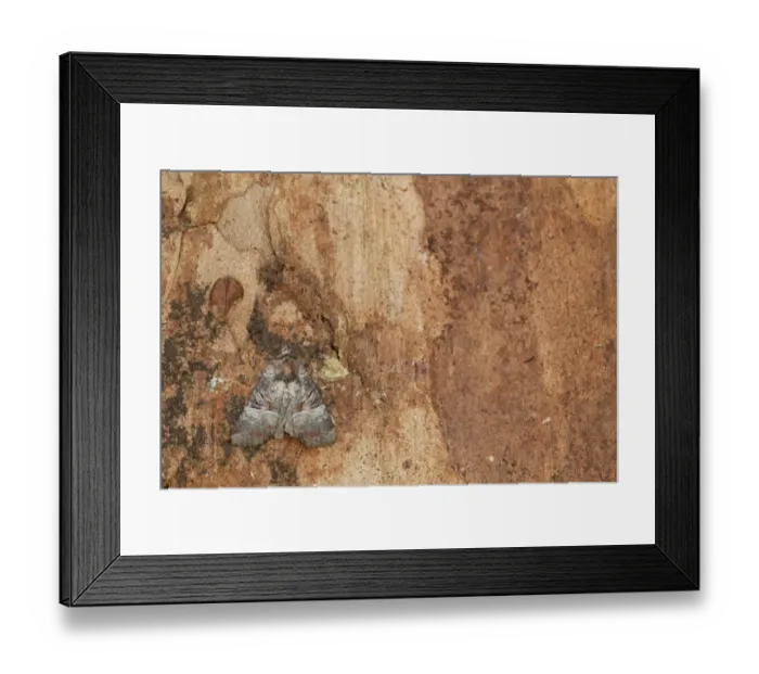Framed Print : Rosy Minor (Mesoligia literosa) adult, resting on bark, Sheffield, South Yorkshire, England, August Framed Print : Rosy Minor (Mesoligia literosa) adult, resting on bark, Sheffield, South Yorkshire, England, August