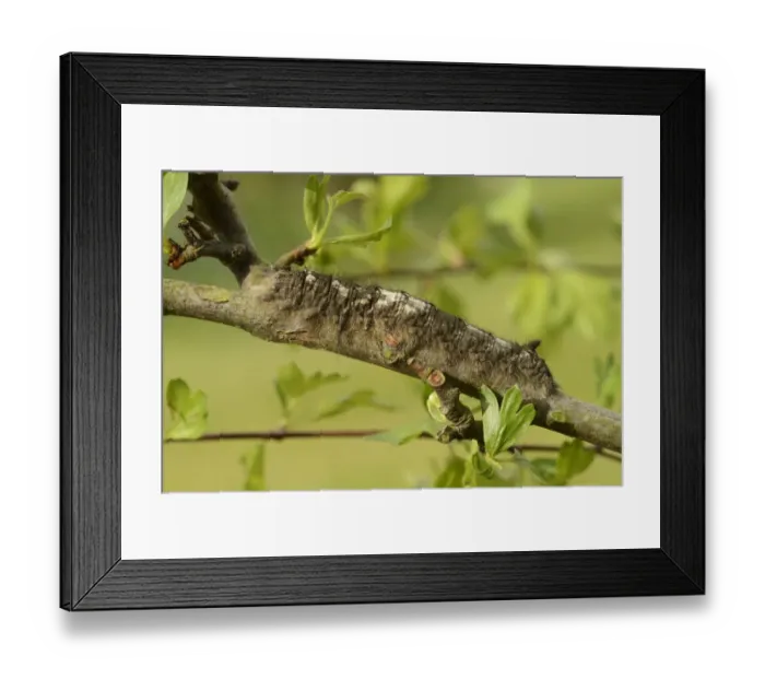 Framed Print : Lappet Moth (Gastropacha quercifolia) full grown larva, feeding on hawthorn, Oxfordshire, England, May