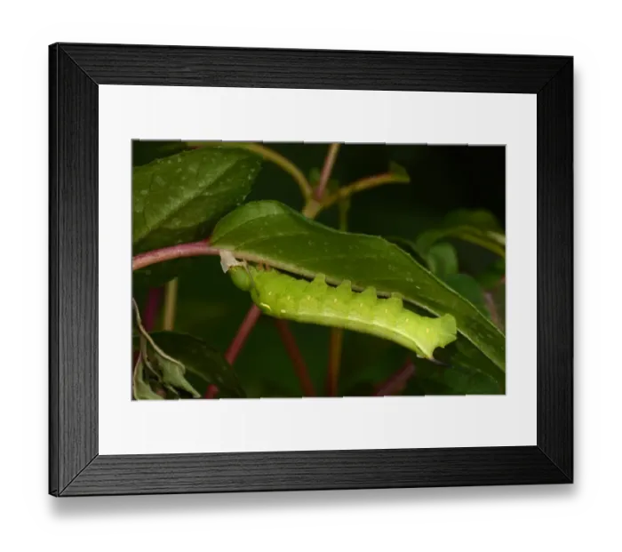 Framed Print : Silver-striped Hawkmoth (Hippotion celerio) fully grown final instar larva, feeding on recently shed skin, captive bred Framed Print : Silver-striped Hawkmoth (Hippotion celerio) fully grown final instar larva, feeding on recently shed skin, captive bred