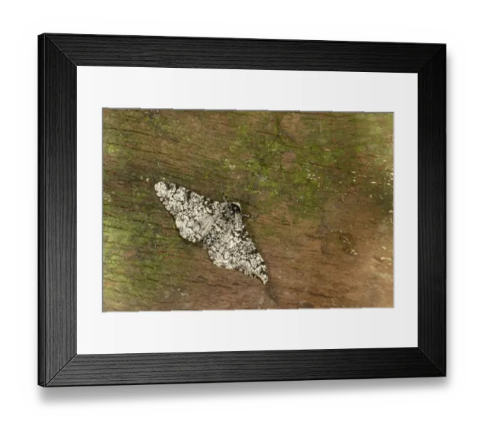 Framed Print : Peppered Moth (Biston betularia) normal form, adult, resting on bark, Oxfordshire, England, July
