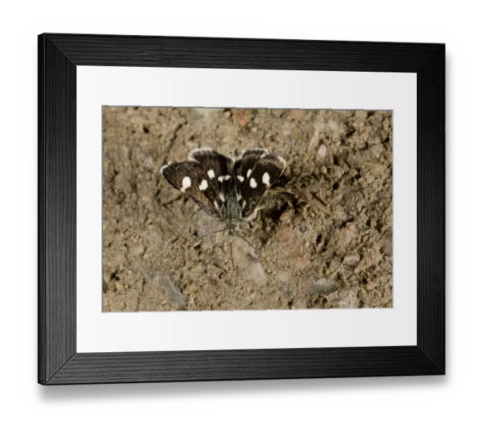 Framed Print : White-spotted Sable Moth (Anania funebris) adult, drinking minerals from damp ground, Pontic Mountains, Anatolia Framed Print : White-spotted Sable Moth (Anania funebris) adult, drinking minerals from damp ground, Pontic Mountains, Anatolia