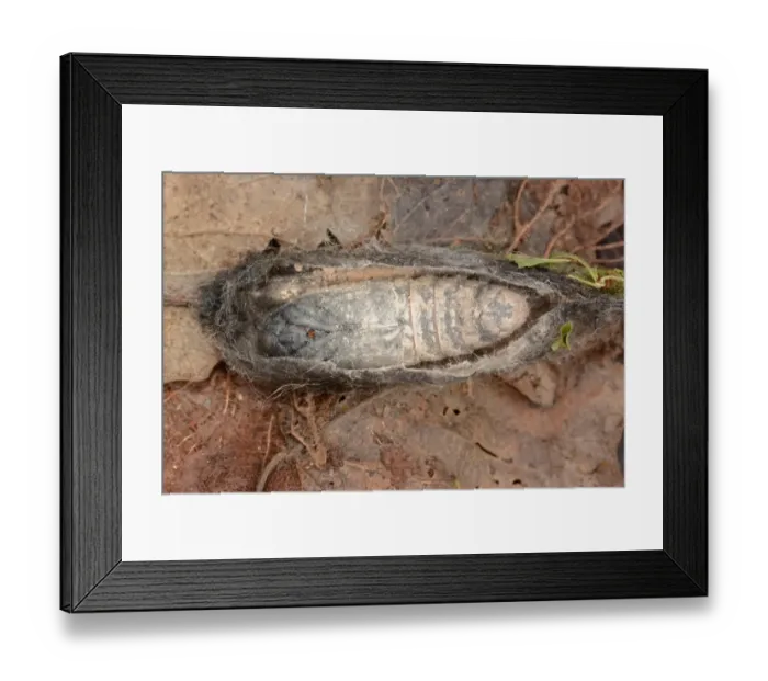 Framed Print : Lappet Moth (Gastropacha quercifolia) cocoon opened to show pupa, Oxfordshire, England, June Framed Print : Lappet Moth (Gastropacha quercifolia) cocoon opened to show pupa, Oxfordshire, England, June