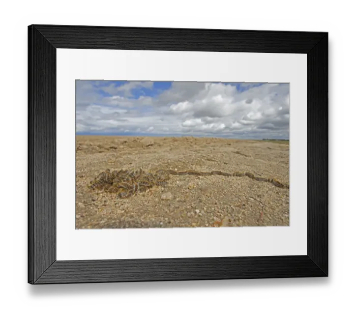 Framed Print : Pine Processionary Moth (Thaumetopoea pityocampa) caterpillars, group in procession on ground prior to pupating Framed Print : Pine Processionary Moth (Thaumetopoea pityocampa) caterpillars, group in procession on ground prior to pupating