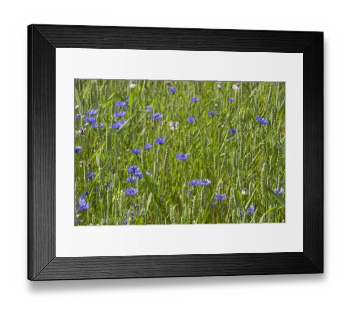 Framed Print : Cornflower (Centaurea cyanus) flowering mass, growing as weed in wheat field, Sweden, july