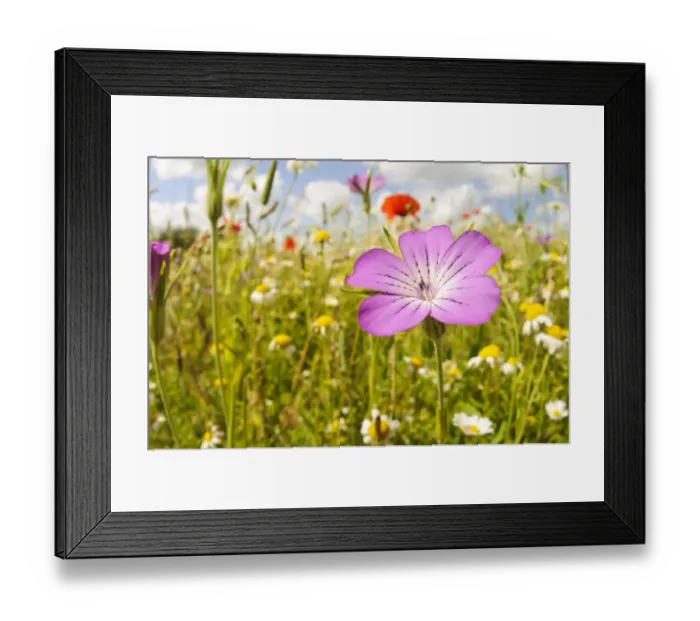 Framed Print : Corncockle (Agrostemma githago) close-up of flower, growing in traditional hay meadow, College Lake Nature Reserve