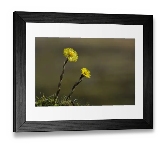Framed Print : Coltsfoot (Tussilago farfara) two flowers, Blashford Lakes Nature Reserve, Avon Valley, New Forest N. P Framed Print : Coltsfoot (Tussilago farfara) two flowers, Blashford Lakes Nature Reserve, Avon Valley, New Forest N. P