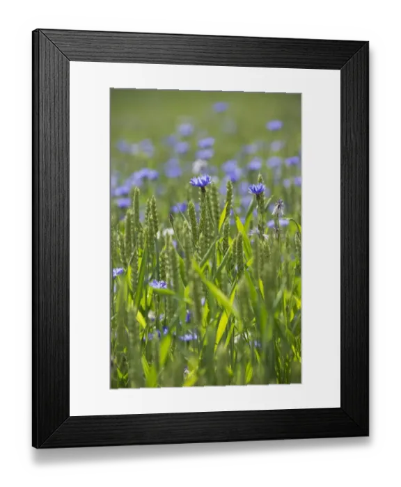 Framed Print : Cornflower (Centaurea cyanus) flowering mass, growing as weed in wheat field, Sweden, july Framed Print : Cornflower (Centaurea cyanus) flowering mass, growing as weed in wheat field, Sweden, july