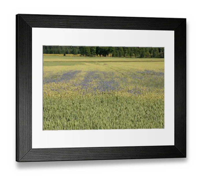 Framed Print : Cornflower (Centaurea cyanus) flowering, growing as weed in wheat field, Sweden Framed Print : Cornflower (Centaurea cyanus) flowering, growing as weed in wheat field, Sweden