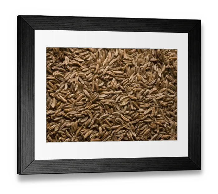Framed Print : Caraway (Carum carvi) fruit, pile of seeds