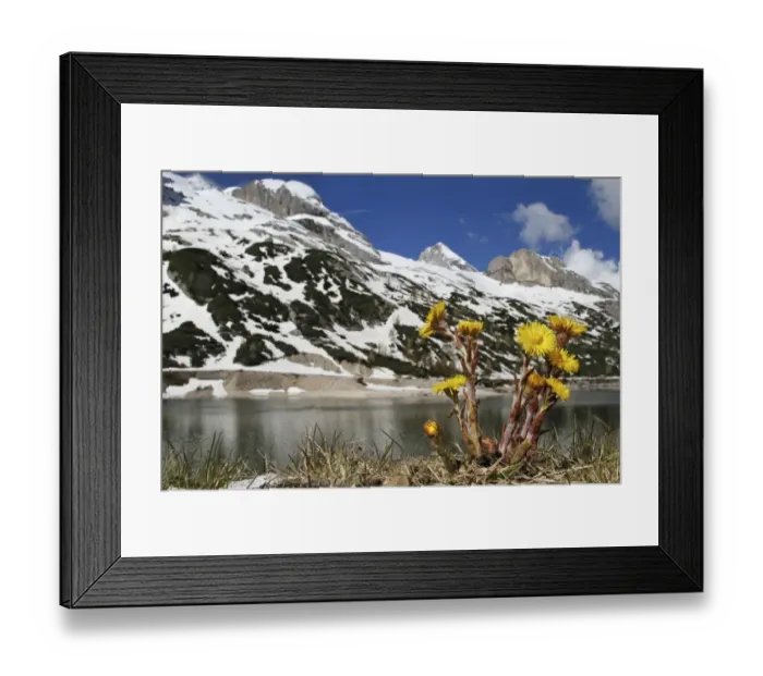 Framed Print : Coltsfoot (Tussilago farfara) flowering, growing in alpine habitat, Marmolada, Dolomites, Italian Alps, Northern Italy Framed Print : Coltsfoot (Tussilago farfara) flowering, growing in alpine habitat, Marmolada, Dolomites, Italian Alps, Northern Italy