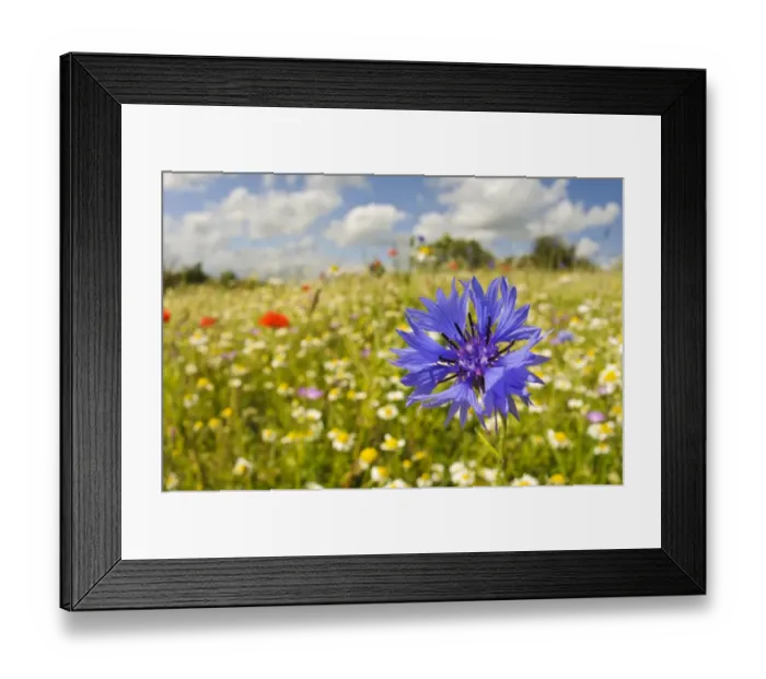 Framed Print : Cornflower (Centaurea cyanus) close-up of flower, growing in traditional hay meadow, College Lake Nature Reserve