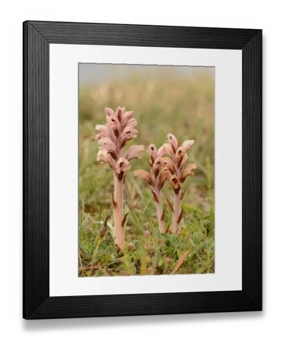 Framed Print : Clove-scented Broomrape (Orobanche caryophyllacea) three flowerspikes, Sandwich Bay, Kent, England, June