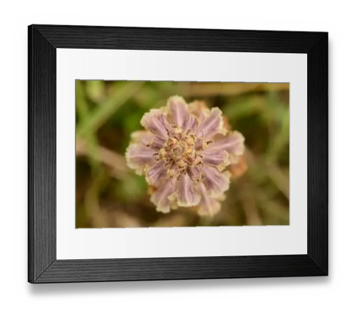 Framed Print : Clove-scented Broomrape (Orobanche caryophyllacea) close-up of flowerspike, Sandwich Bay, Kent, England, June Framed Print : Clove-scented Broomrape (Orobanche caryophyllacea) close-up of flowerspike, Sandwich Bay, Kent, England, June