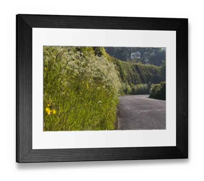 Framed Print : Cow Parsley (Anthriscus sylvestris) flowering mass, growing on roadside verge, Powys, Wales, June Framed Print : Cow Parsley (Anthriscus sylvestris) flowering mass, growing on roadside verge, Powys, Wales, June