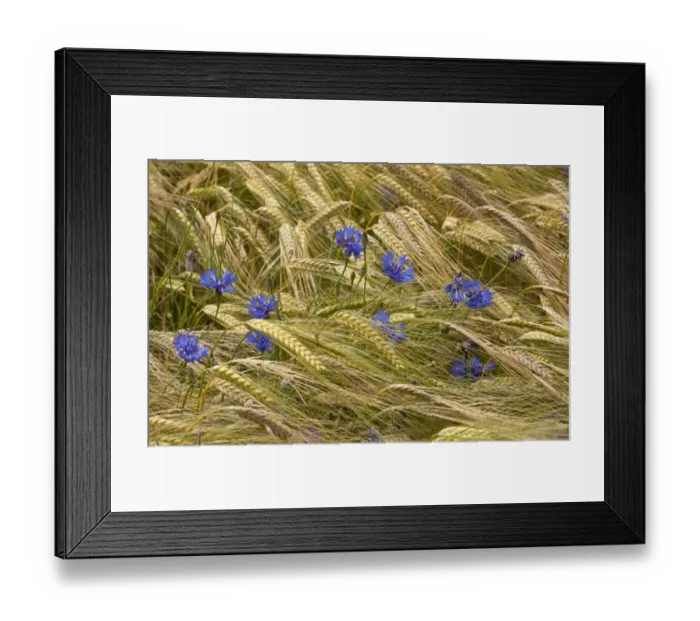 Framed Print : Cornflower (Centaurea cyanus) flowering, growing amongst barley crop in arable field, near Gap, Hautes-Alpes Framed Print : Cornflower (Centaurea cyanus) flowering, growing amongst barley crop in arable field, near Gap, Hautes-Alpes