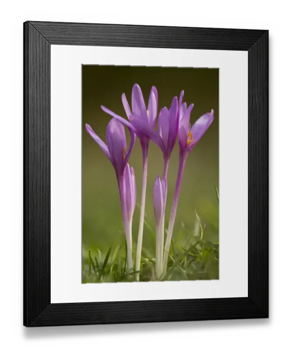 Framed Print : Autumn Crocus (Colchicum autumnale) flowering, growing in meadow, Dolomites, Italian Alps, Italy, October Framed Print : Autumn Crocus (Colchicum autumnale) flowering, growing in meadow, Dolomites, Italian Alps, Italy, October
