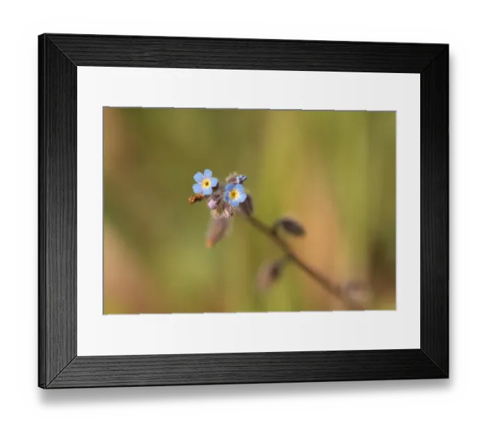 Framed Print : Early Forget-me-not (Myosotis ramosissima) flowering, Tuddenham St. Mary, Suffolk, England, April