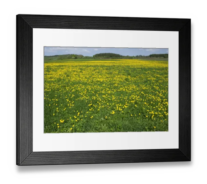 Framed Print : Dandelion (Taraxacum sp. ) flowering mass, growing in field, Sweden, may Framed Print : Dandelion (Taraxacum sp. ) flowering mass, growing in field, Sweden, may