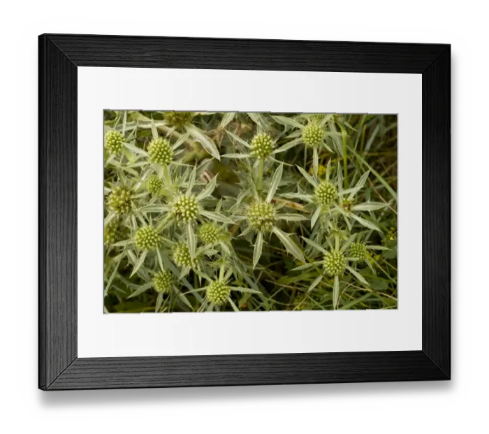 Framed Print : Field Eryngo (Eryngium campestre) flowering, August Framed Print : Field Eryngo (Eryngium campestre) flowering, August
