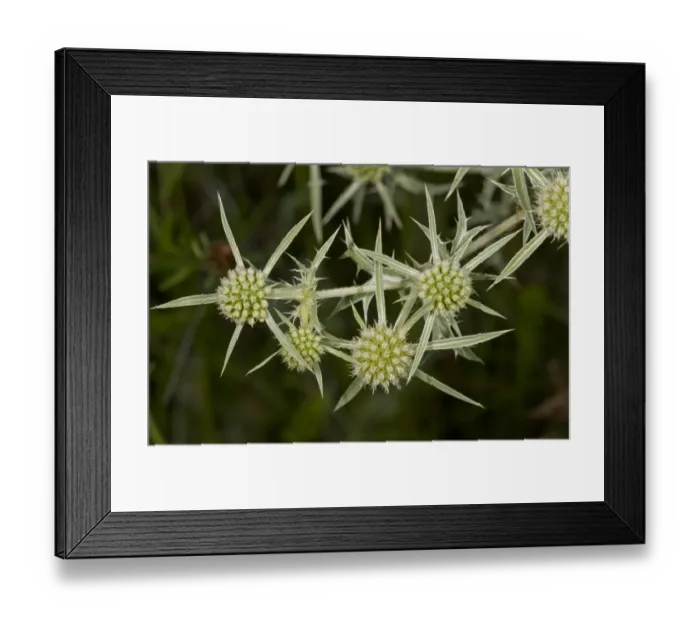 Framed Print : Field Eryngo (Eryngium campestre) close-up of flowers, France, August Framed Print : Field Eryngo (Eryngium campestre) close-up of flowers, France, August