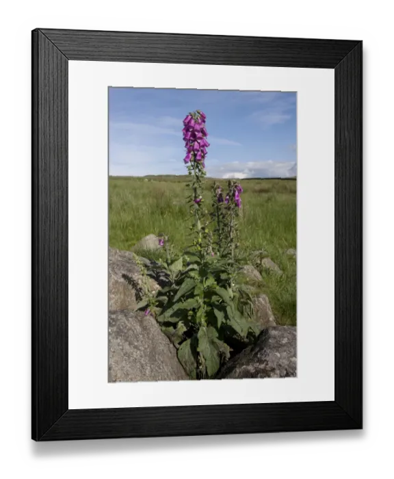Framed Print : Common Foxglove (Digitalis purpurea) flowering, growing amongst rocks on moorland, Crag Lough, Northumberland N. P Framed Print : Common Foxglove (Digitalis purpurea) flowering, growing amongst rocks on moorland, Crag Lough, Northumberland N. P