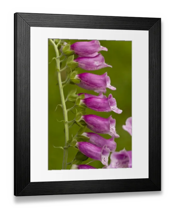 Framed Print : Common Foxglove (Digitalis purpurea) close-up of flowers, Dorset, England, July Framed Print : Common Foxglove (Digitalis purpurea) close-up of flowers, Dorset, England, July