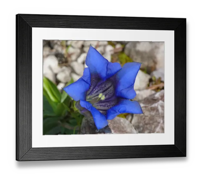 Framed Print : Trumpet Gentian (Gentiana acaulis) close-up of flower, Dolomites, Italian Alps, Italy, June Framed Print : Trumpet Gentian (Gentiana acaulis) close-up of flower, Dolomites, Italian Alps, Italy, June