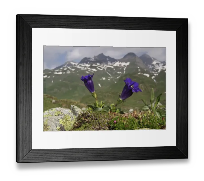 Framed Print : Trumpet Gentian (Gentiana acaulis) flowering, growing in mountain habitat, Italian Alps, Italy, July Framed Print : Trumpet Gentian (Gentiana acaulis) flowering, growing in mountain habitat, Italian Alps, Italy, July