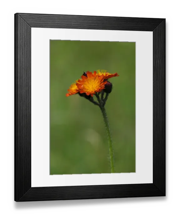 Framed Print : Orange Hawkweed (Pilosella aurantiaca) flowering, growing in wildflower meadow, near Grantown-on-Spey, Morayshire