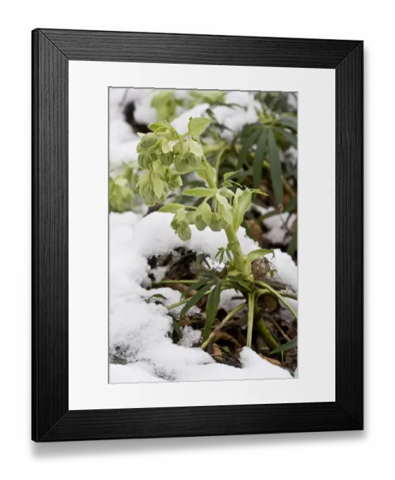 Framed Print : Stinking Hellebore (Helleborus foetidus) appearing through snow, Dorset, England, January