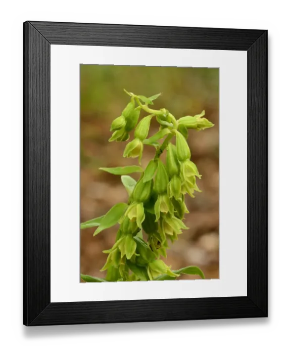 Framed Print : Green-flowered Helleborine (Epipactis phyllanthes) close-up of flowerspike, Oxfordshire, England, August Framed Print : Green-flowered Helleborine (Epipactis phyllanthes) close-up of flowerspike, Oxfordshire, England, August