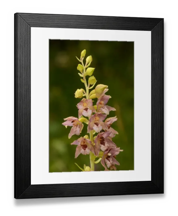 Framed Print : Broad-leaved Helleborine (Epipactis helleborine) close-up of flowerspike, Oxfordshire, England, August Framed Print : Broad-leaved Helleborine (Epipactis helleborine) close-up of flowerspike, Oxfordshire, England, August