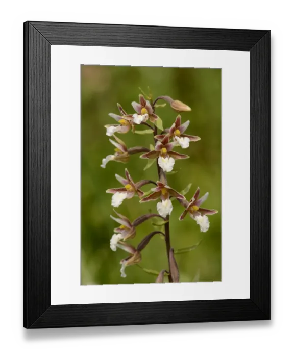 Framed Print : Marsh Helleborine (Epipactis palustris) close-up of flowerspike, Oxfordshire, England, July Framed Print : Marsh Helleborine (Epipactis palustris) close-up of flowerspike, Oxfordshire, England, July