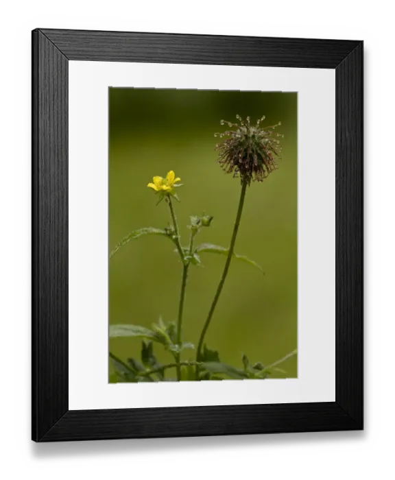 Framed Print : Herb Bennet (Geum urbanum) in flower and fruit, England, July Framed Print : Herb Bennet (Geum urbanum) in flower and fruit, England, July