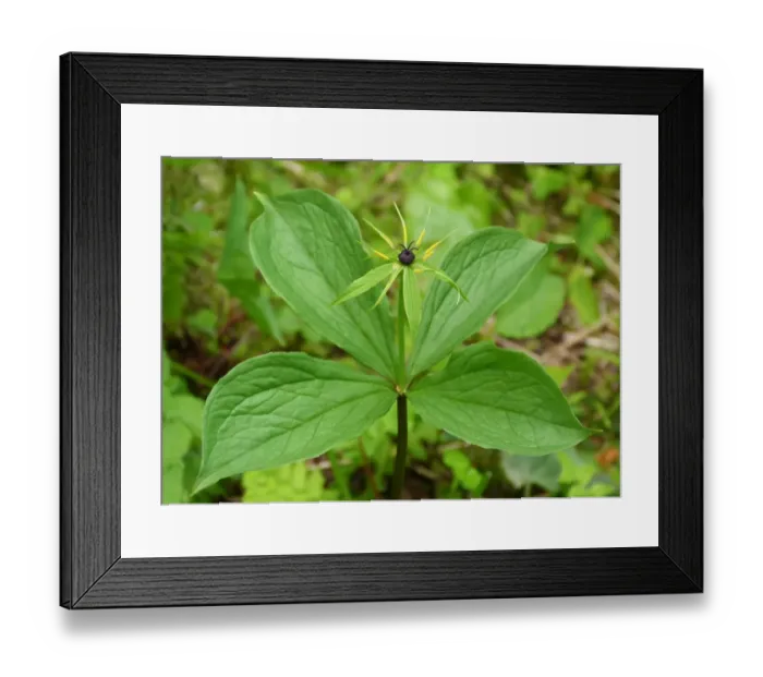 Framed Print : Herb Paris (Paris quadrifolia) flowering, growing in limestone woodland, Dolomites, Italian Alps, Italy, June Framed Print : Herb Paris (Paris quadrifolia) flowering, growing in limestone woodland, Dolomites, Italian Alps, Italy, June