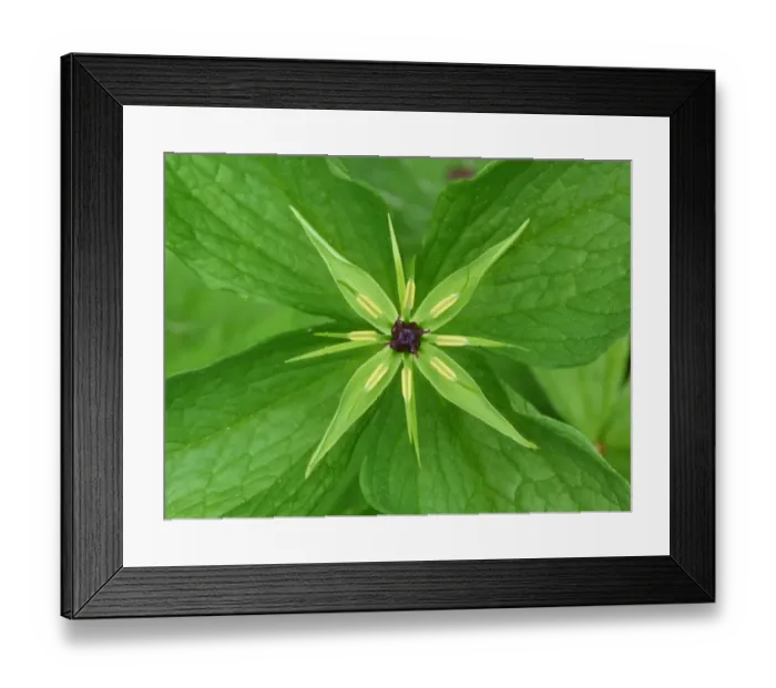 Framed Print : Herb Paris (Paris quadrifolia) close-up of flower, growing in limestone woodland, Dolomites, Italian Alps, Italy, June