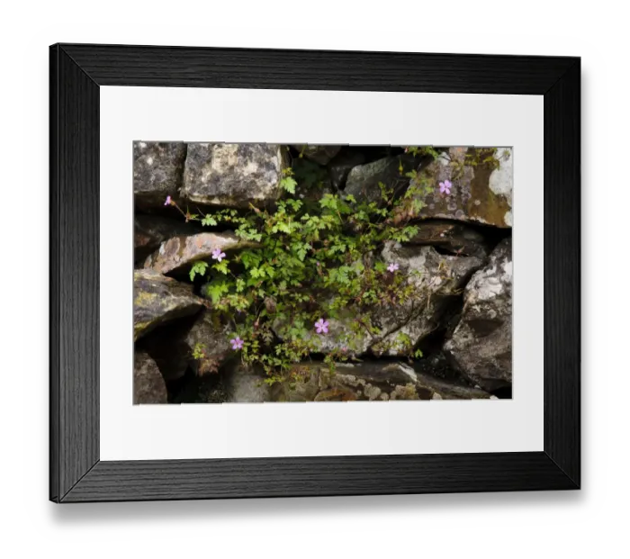 Framed Print : Herb Robert (Geranium robertianum) flowering, growing on old drystone wall, Pennine Bridleway, Stainforth