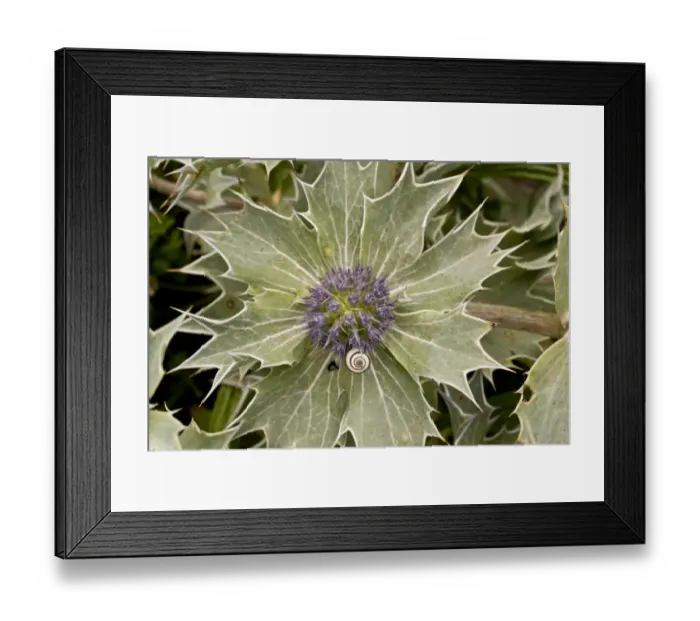 Framed Print : Sea Holly (Eryngium maritimum) flowering, with young banded snail, growing on shingle, Weymouth, Dorset, England, July Framed Print : Sea Holly (Eryngium maritimum) flowering, with young banded snail, growing on shingle, Weymouth, Dorset, England, July