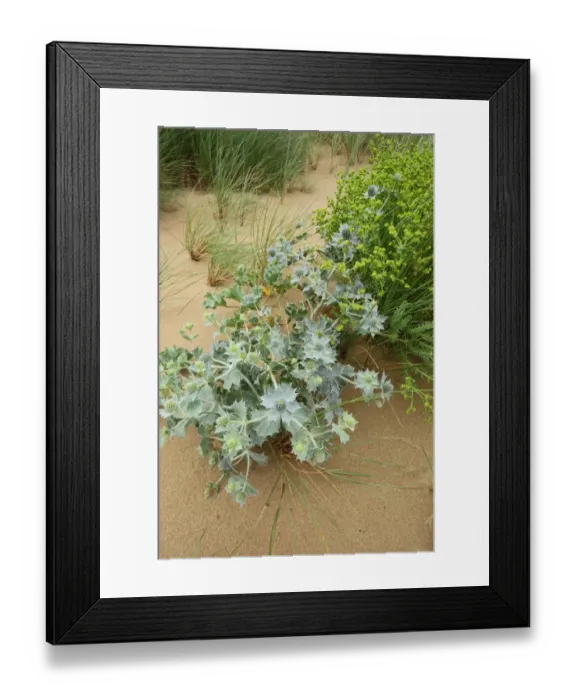 Framed Print : Sea Holly (Eryngium maritimum) flowering, growing on sand dune, Gower Peninsula, Glamorgan, South Wales, August Framed Print : Sea Holly (Eryngium maritimum) flowering, growing on sand dune, Gower Peninsula, Glamorgan, South Wales, August