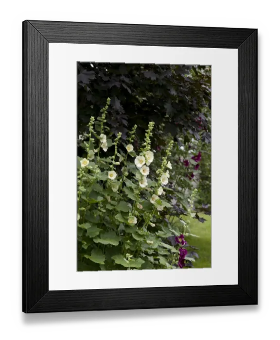 Framed Print : Hollyhock (Alcea sp. ) flowering, growing in garden, Ottawa, Ontario, Canada, July Framed Print : Hollyhock (Alcea sp. ) flowering, growing in garden, Ottawa, Ontario, Canada, July
