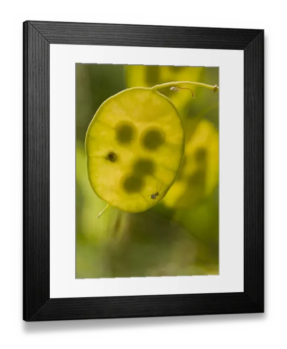 Framed Print : Annual Honesty (Lunaria annua) close-up of backlit seedpod with seeds, with small spider, in garden Framed Print : Annual Honesty (Lunaria annua) close-up of backlit seedpod with seeds, with small spider, in garden