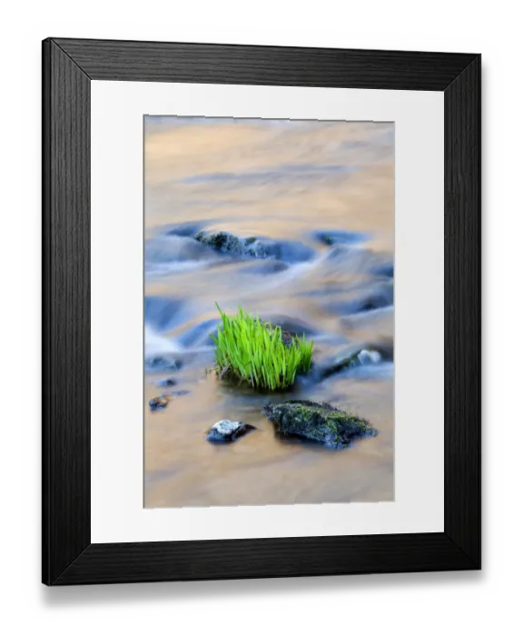 Framed Print : Yellow Iris (Iris pseudacorus) new growth, growing beside rock in river, East Lyn River, near Watersmeet, North Devon Framed Print : Yellow Iris (Iris pseudacorus) new growth, growing beside rock in river, East Lyn River, near Watersmeet, North Devon