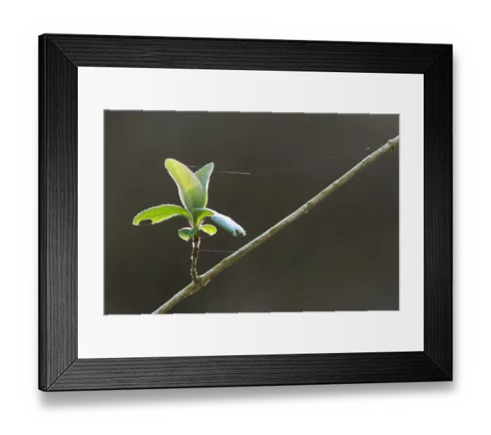 Framed Print : Wild Honeysuckle (Lonicera periclymenum) close-up of shoot and leaves, Kent, England, March Framed Print : Wild Honeysuckle (Lonicera periclymenum) close-up of shoot and leaves, Kent, England, March