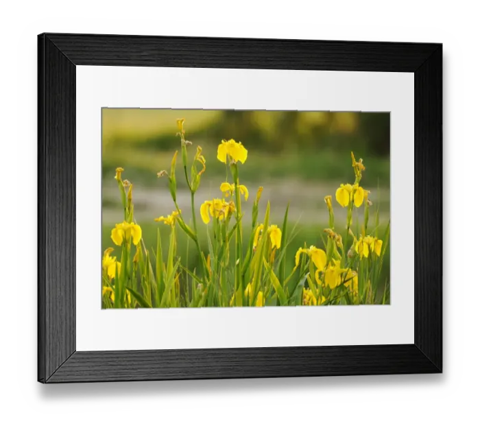 Framed Print : Yellow Iris (Iris pseudacorus) flowering, Italy, May Framed Print : Yellow Iris (Iris pseudacorus) flowering, Italy, May