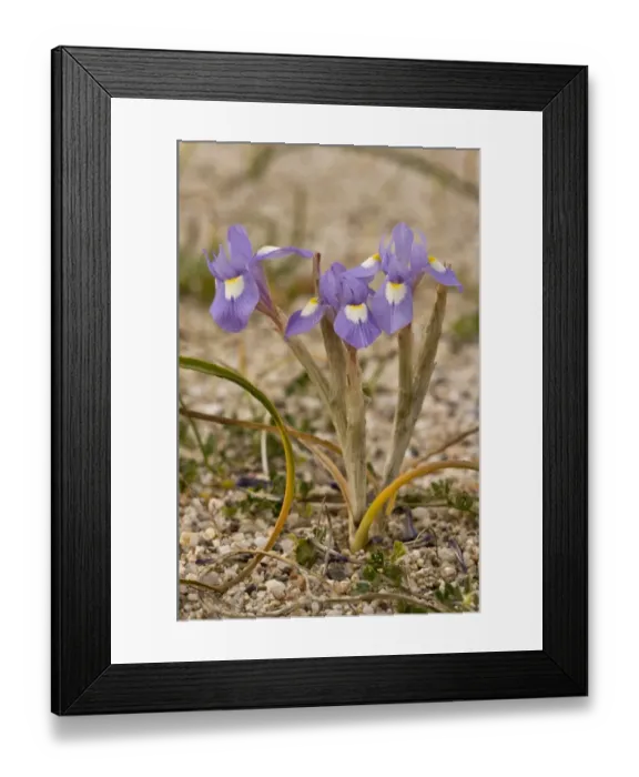 Framed Print : Barbary Nut (Moraea sisyrinchium) flowering, Sardinia, Italy, April Framed Print : Barbary Nut (Moraea sisyrinchium) flowering, Sardinia, Italy, April
