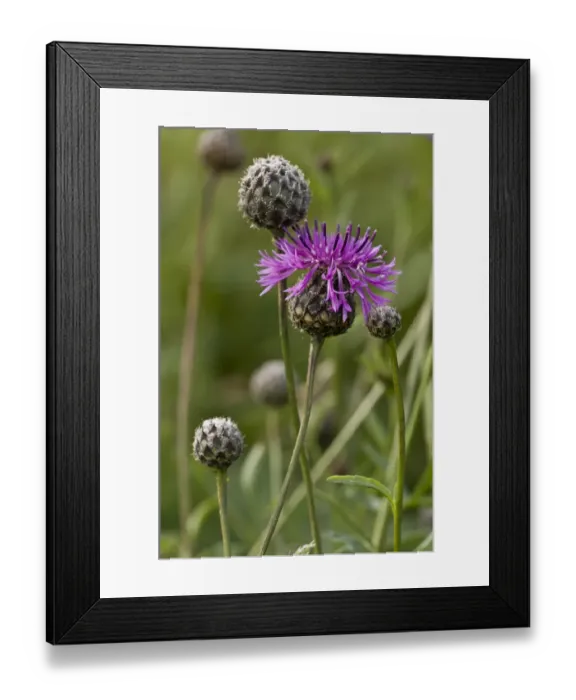 Framed Print : Greater Knapweed (Centaurea scabiosa) flowering, Berry Head N. N. R. Torbay, Devon, England, July Framed Print : Greater Knapweed (Centaurea scabiosa) flowering, Berry Head N. N. R. Torbay, Devon, England, July