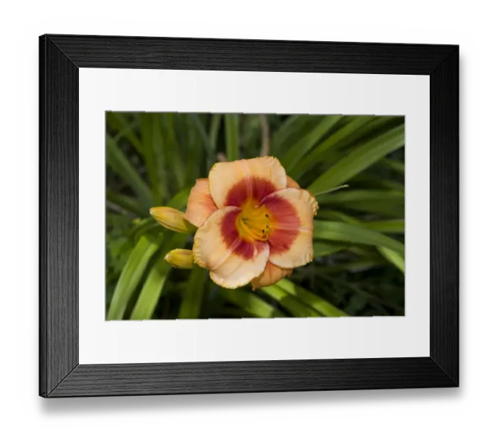 Framed Print : Day Lily (Hemerocallis sp. ) Bold Tiger, close-up of flower, in garden, Ottawa, Ontario, Canada, July Framed Print : Day Lily (Hemerocallis sp. ) Bold Tiger, close-up of flower, in garden, Ottawa, Ontario, Canada, July